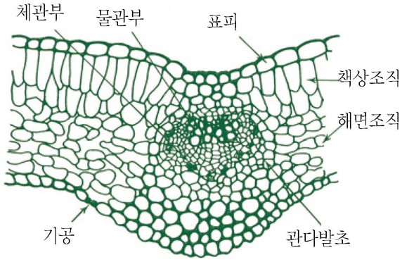 동화조직 - 동화조직(자운영잎의 횡단면)
