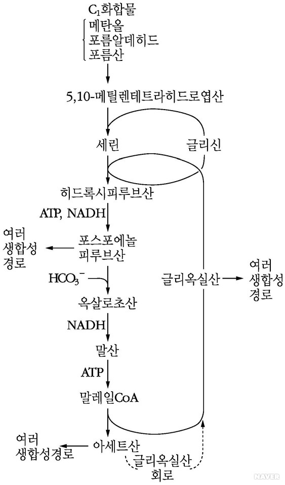 세린경로