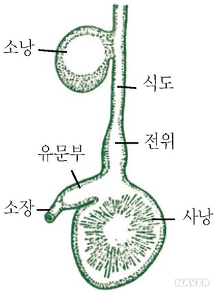 소낭 - 소낭(닭의 소화관)