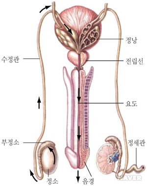 미소관 이미지