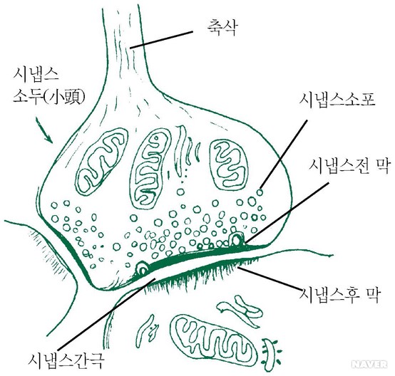 시냅스