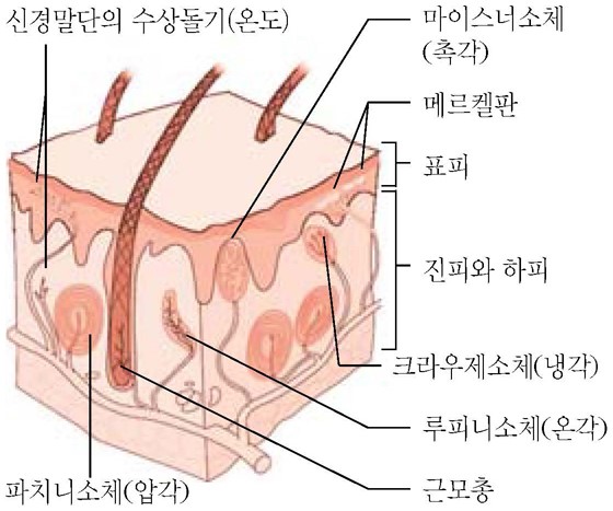 온도수용기 - 온도수용기(사람의 피부감각)