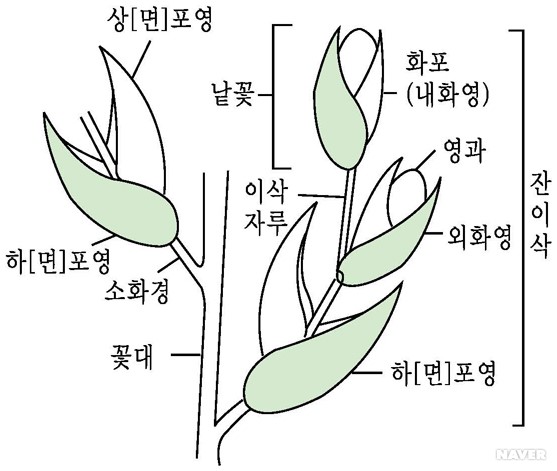 잔이삭