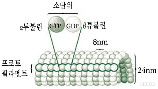 튜불린 - (b) 미세소관내 튜불린소단위의 구조