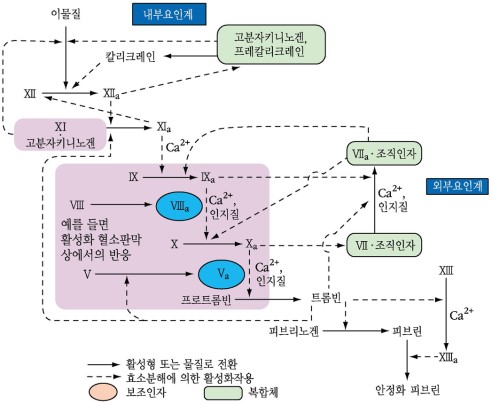 (이게우연히??) [생명핵심 : 혈액응고] 50종 이상의 물질들의 매우 정교한 기전들 : 네이버 블로그