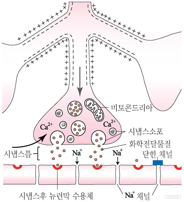화학전달물질 - 화학전달물질(시냅스전도의 모식도: 자극에 의해 시냅스소포에서 방출된 화학전달분자는 시냅스후 세포막의 수용체와 결합되어... 