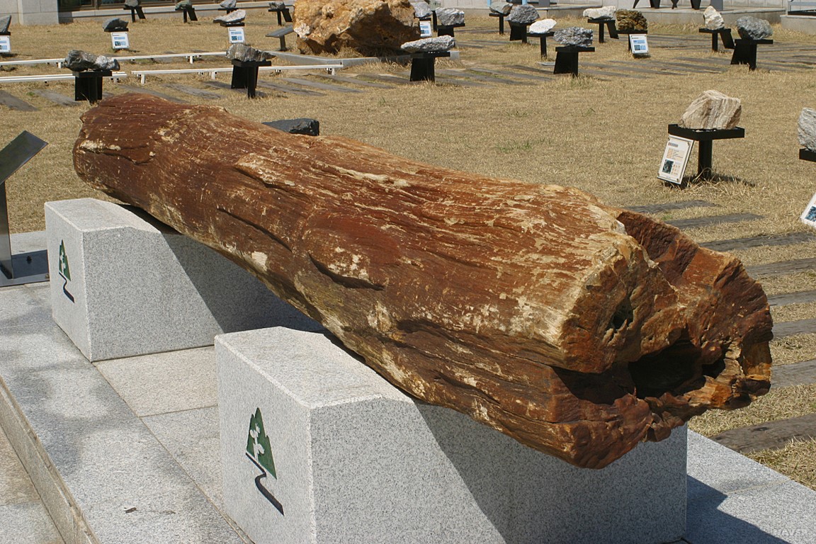 규화목