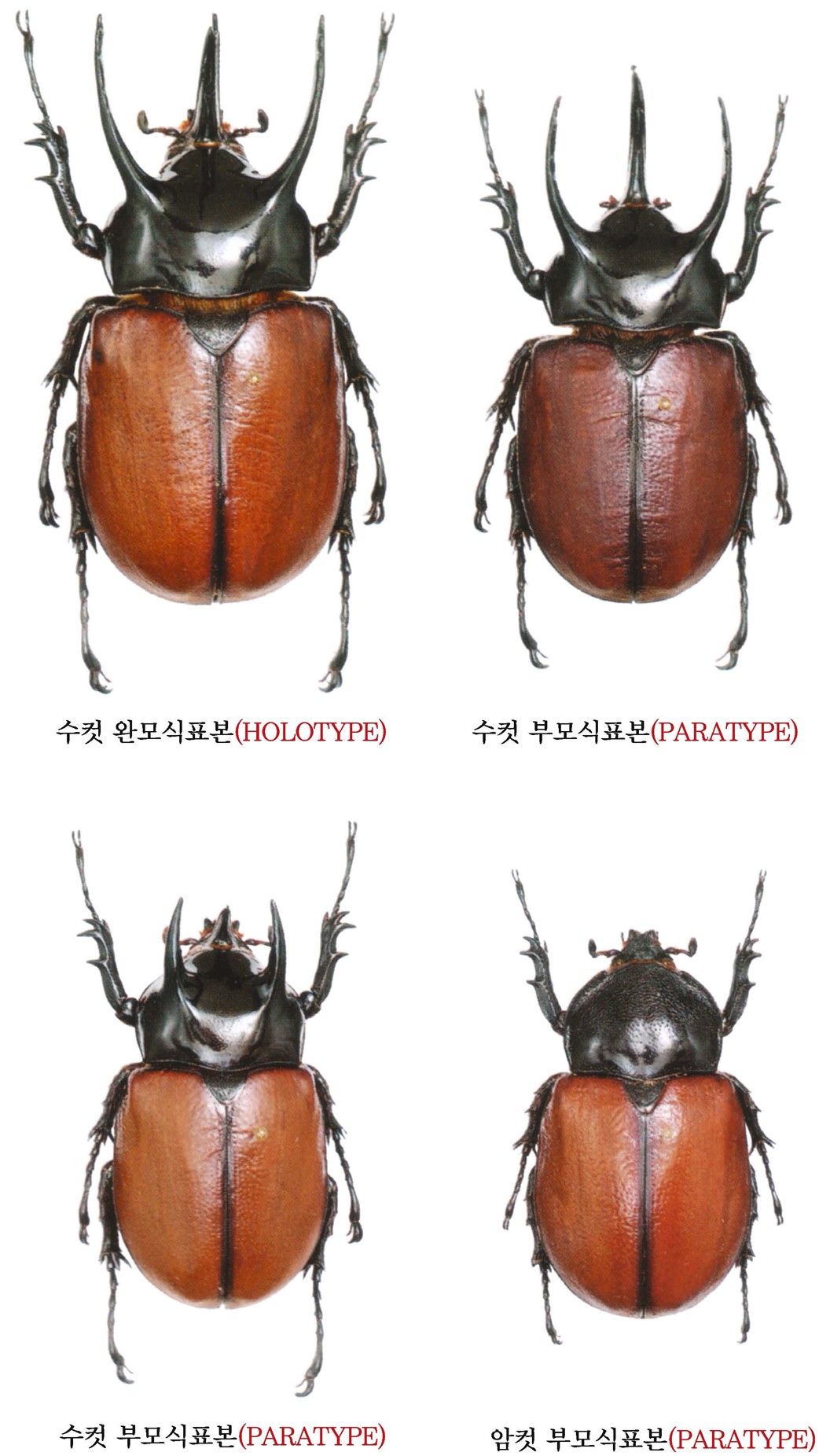 베카리삼각장수풍뎅이: 류수이 아종 - 원기재문에 실렸던 베카리삼각장수풍뎅이(류수이 아종)의 모식표본 4개체
