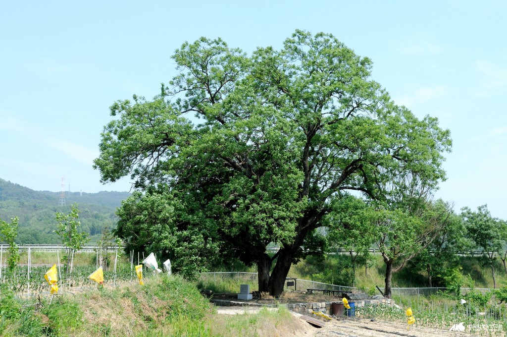 회화나무 - 마전리 회화나무