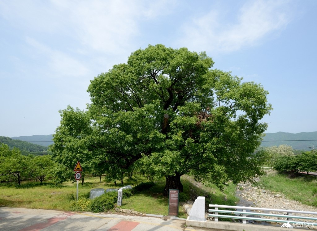 문화유산 - 청도 덕촌리 털왕버들