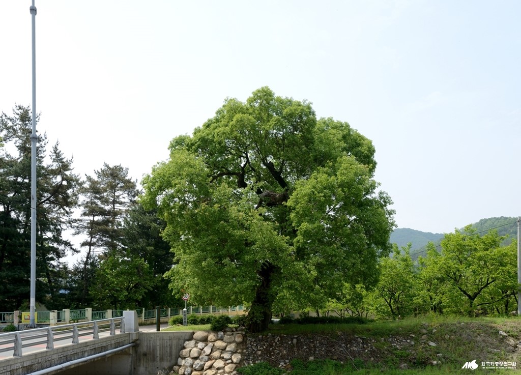 청도 덕촌리 털왕버들