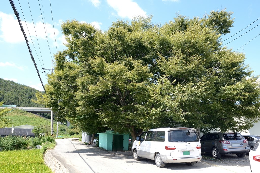 내리 오신 당산제 - 오신 마을 당산