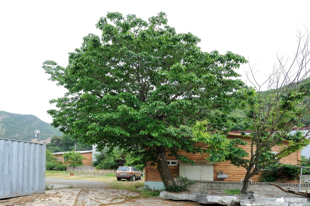 지사동 명동 당산제 - 지사동 명동 마을 당산 나무