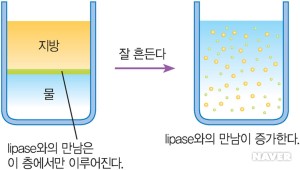 그림 A : 지방흡수에서의 위(stomach)의 역할