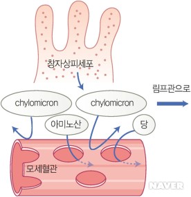 그림 C : Chylomicron은 모세혈관에는 들어가지 못한다
