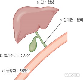 그림 D : 쓸개즙산(bile acid)의 대사
