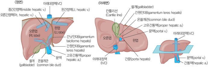 간의 구조(해부 병태생리로 이해하는 SIM 통합내과학 6 : 소화기) : 네이버 블로그