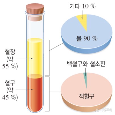 [과학논술] 그림으로 보는 인체 (4) / 혈액 / 순환 / 심장해부 : 네이버 블로그