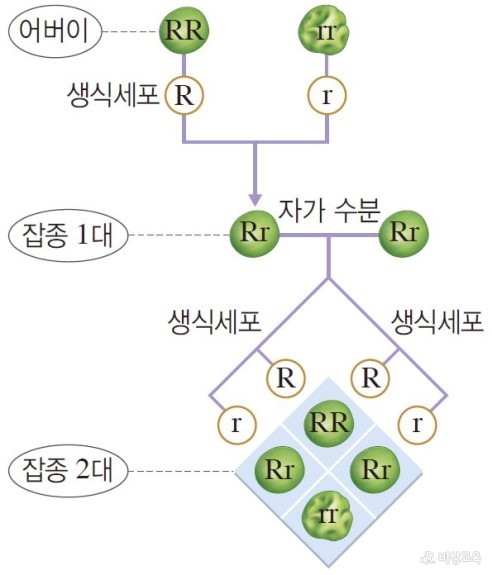 멘델의 유전 원리 : 네이버 블로그