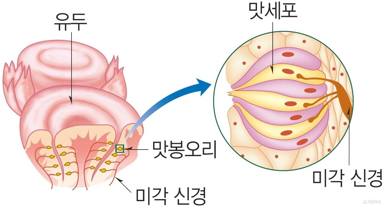 코(후각), 혀(미각) - 혀의 구조