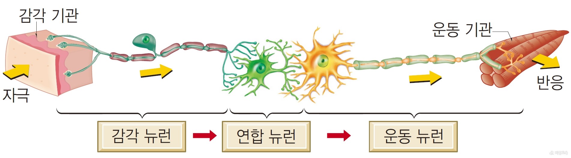 뉴런 - 뉴런의 종류와 자극의 전달