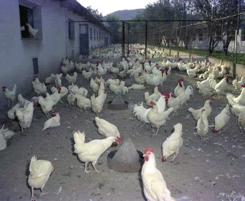 만경대닭공장 - 만경대구역 만경대닭공장 야외 종금사