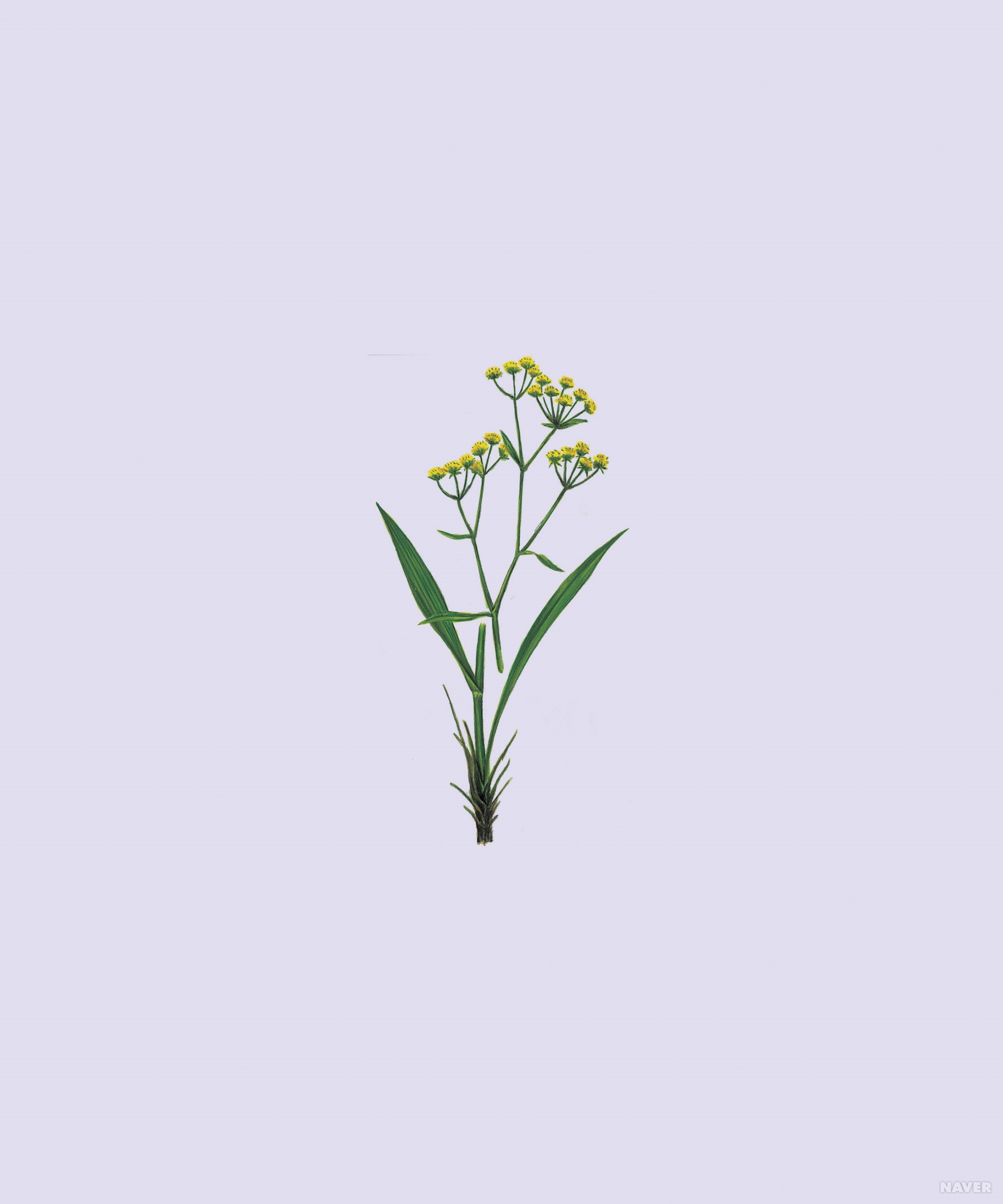 참시호