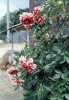 다알리아