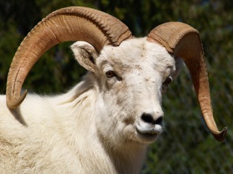 북아메리카 북서부 산악 지방 돌시프(Dall sheep)의 뿔
