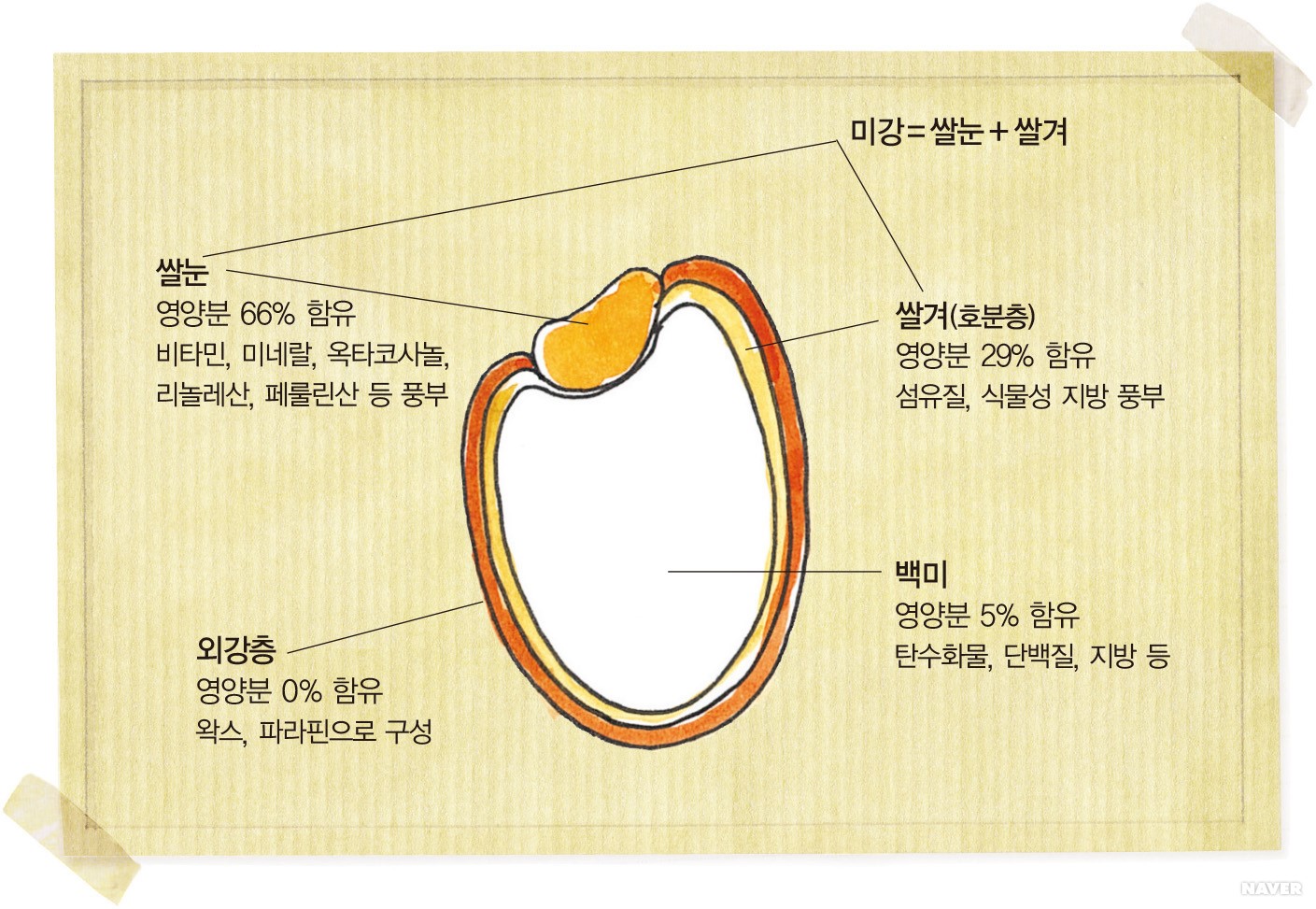 백색 식품 - 쌀의 구조