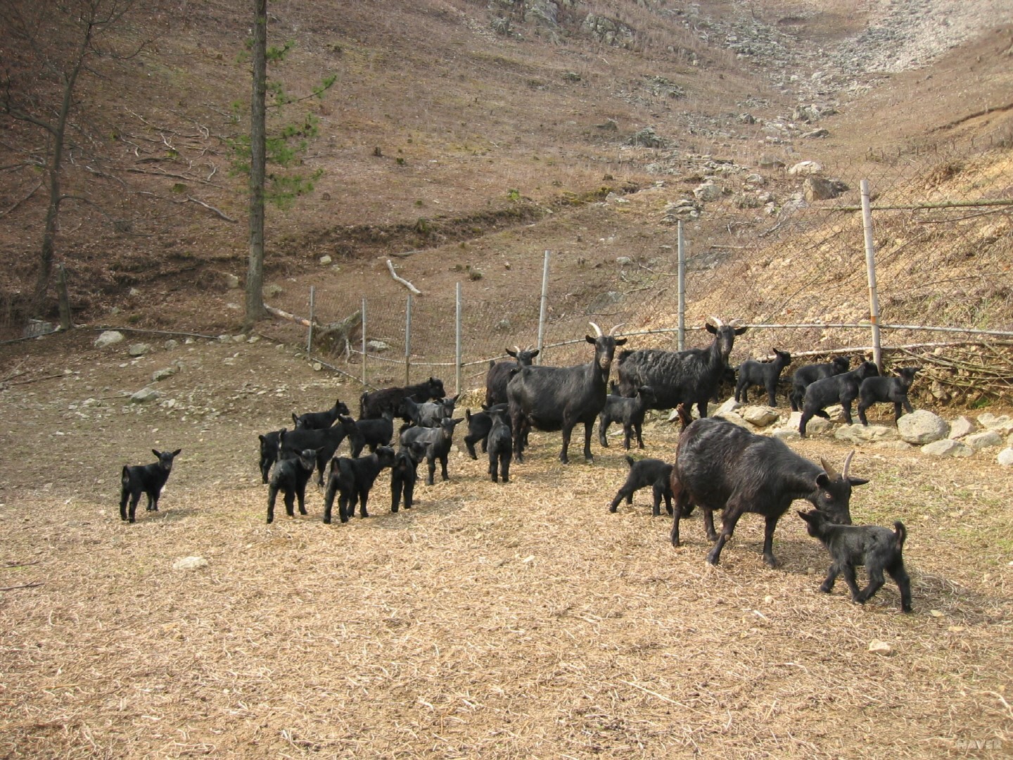 진안 흑염소 - 산간 고원지대에서 맑은 공기와 신선한 산야초를 먹으며 자란 진안의 토종 흑염소