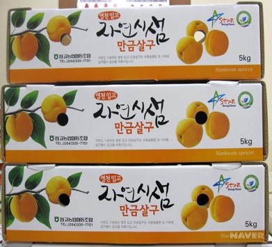 영천시 - 만금 살구