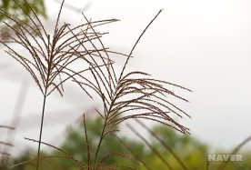 억새