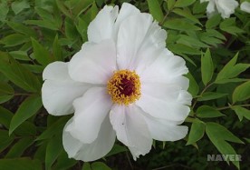 흰색 모란