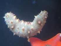 해삼