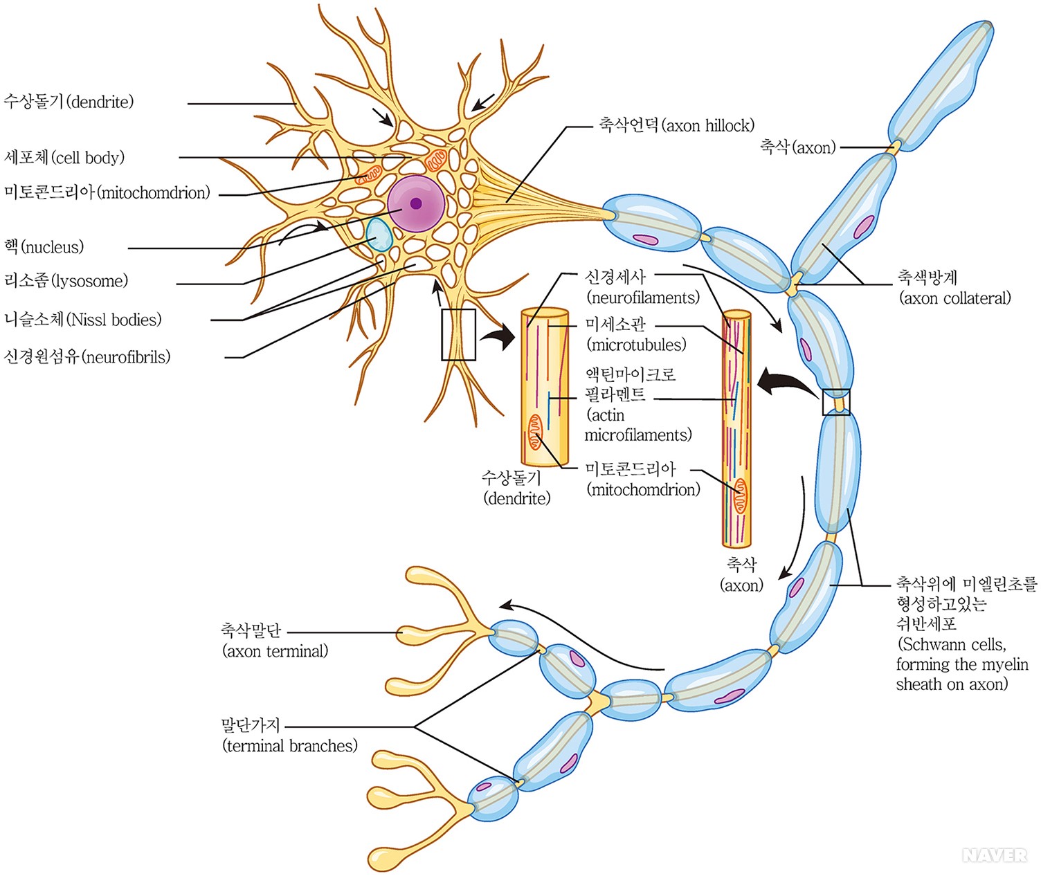 motor neuron, neuronum motorium - 운동뉴런(motor neuron)의 구조