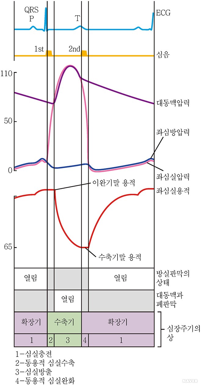 cardiac cycle - 심장주기(cardiac cycle)