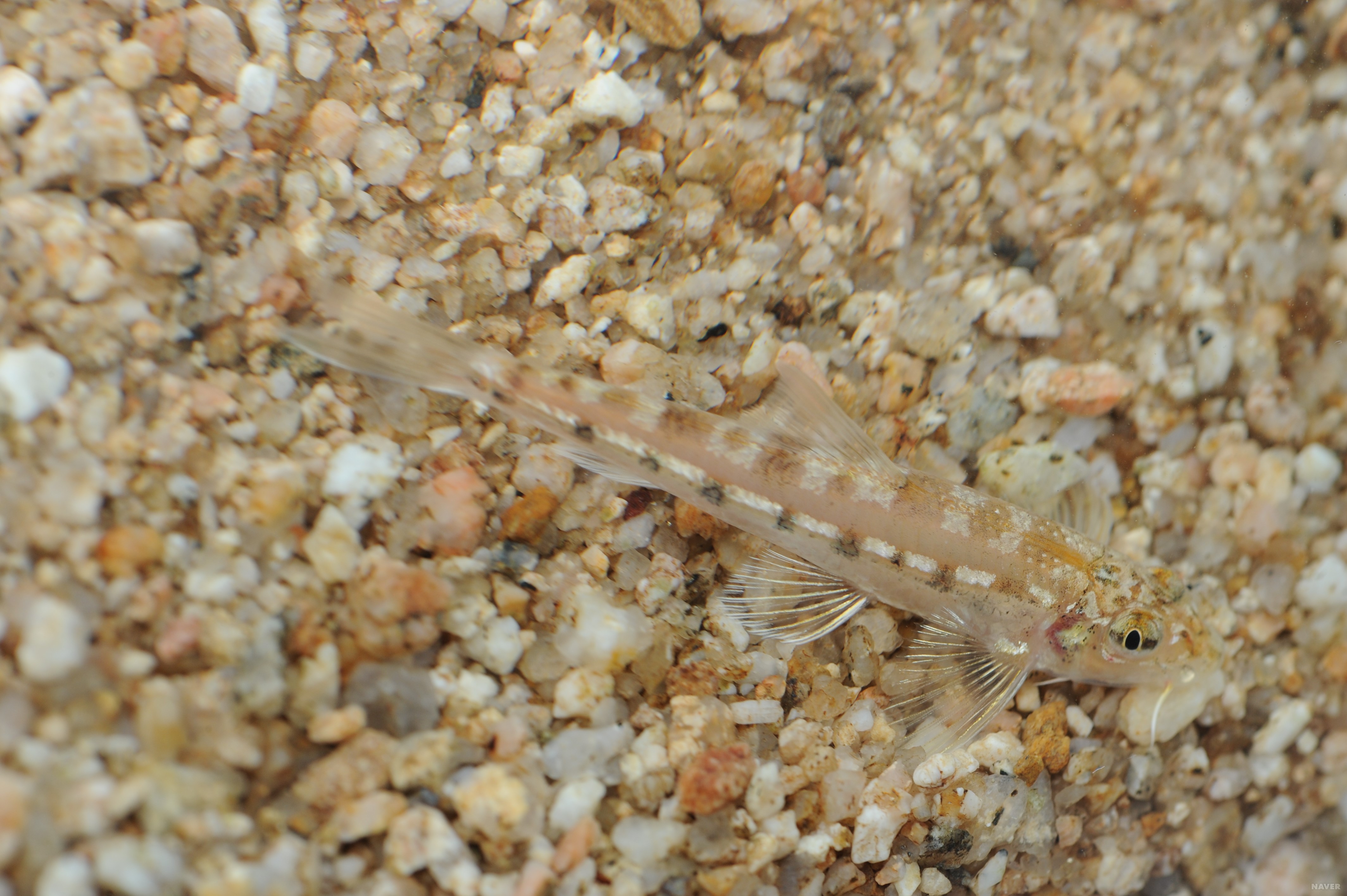 src="https://dbscthumb-phinf.pstatic.net/4670_000_1/20170627105218856_55GNDQ8WT.jpg/ia90_33_i1.jpg?type=m4500_4500_fst_n&wm=Y"