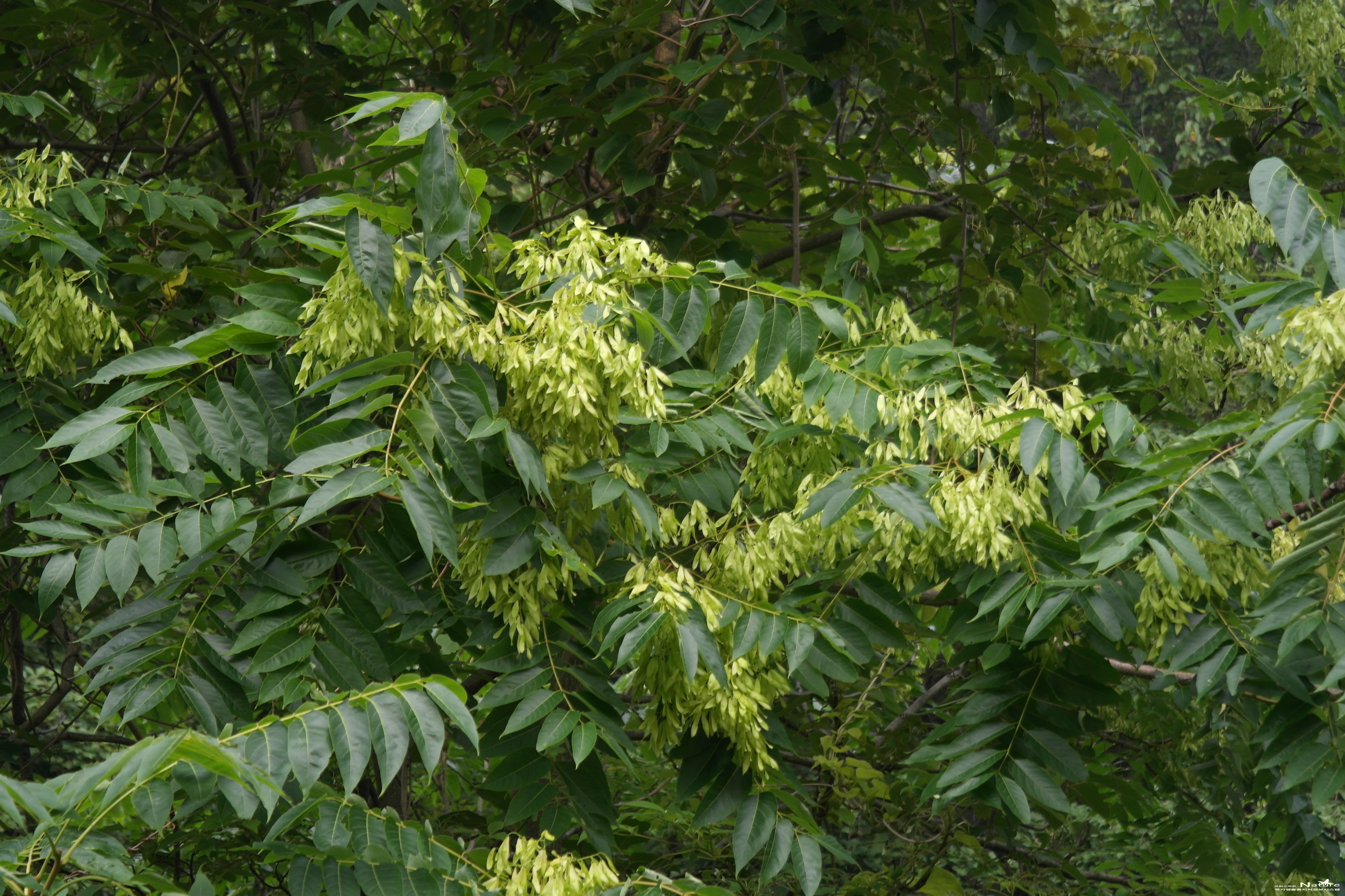 가죽나무 - 가죽나무(Ailanthus altissima (Mill.) Swingle)