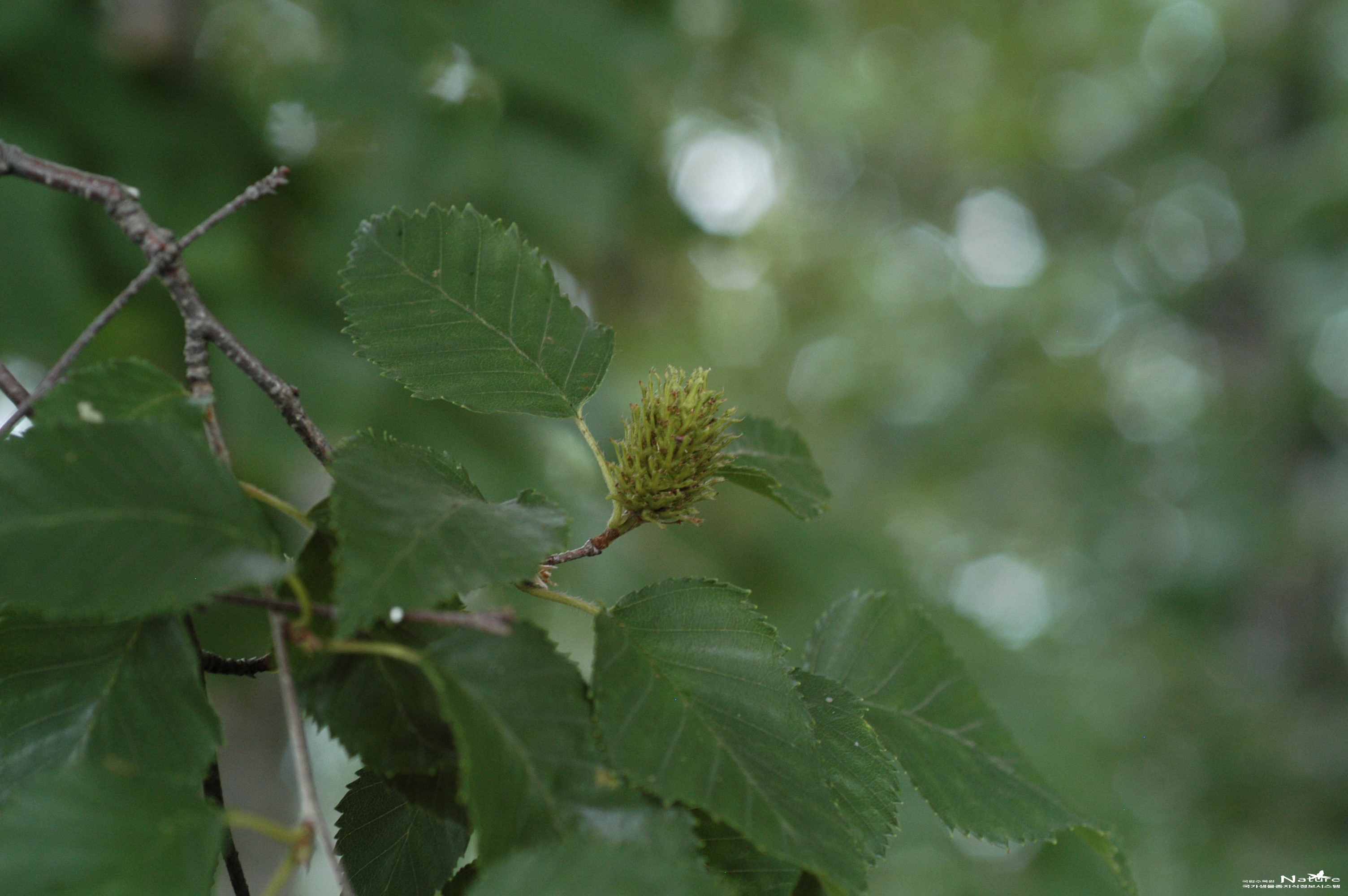 개박달나무 - 개박달나무(Betula chinensis Maxim.)