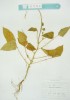 녹두(<i>Vigna radiata</i> (L.) R.Wilczek)