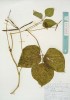 녹두(<i>Vigna radiata</i> (L.) R.Wilczek)