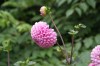 다알리아(<i>Dahlia pinnata</i> Cav.)