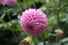 다알리아(<i>Dahlia pinnata</i> Cav.)