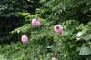 다알리아(<i>Dahlia pinnata</i> Cav.)