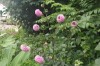 다알리아(<i>Dahlia pinnata</i> Cav.)