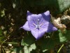 도라지(<i>Platycodon grandiflorum</i> (Jacq.) A.DC.)