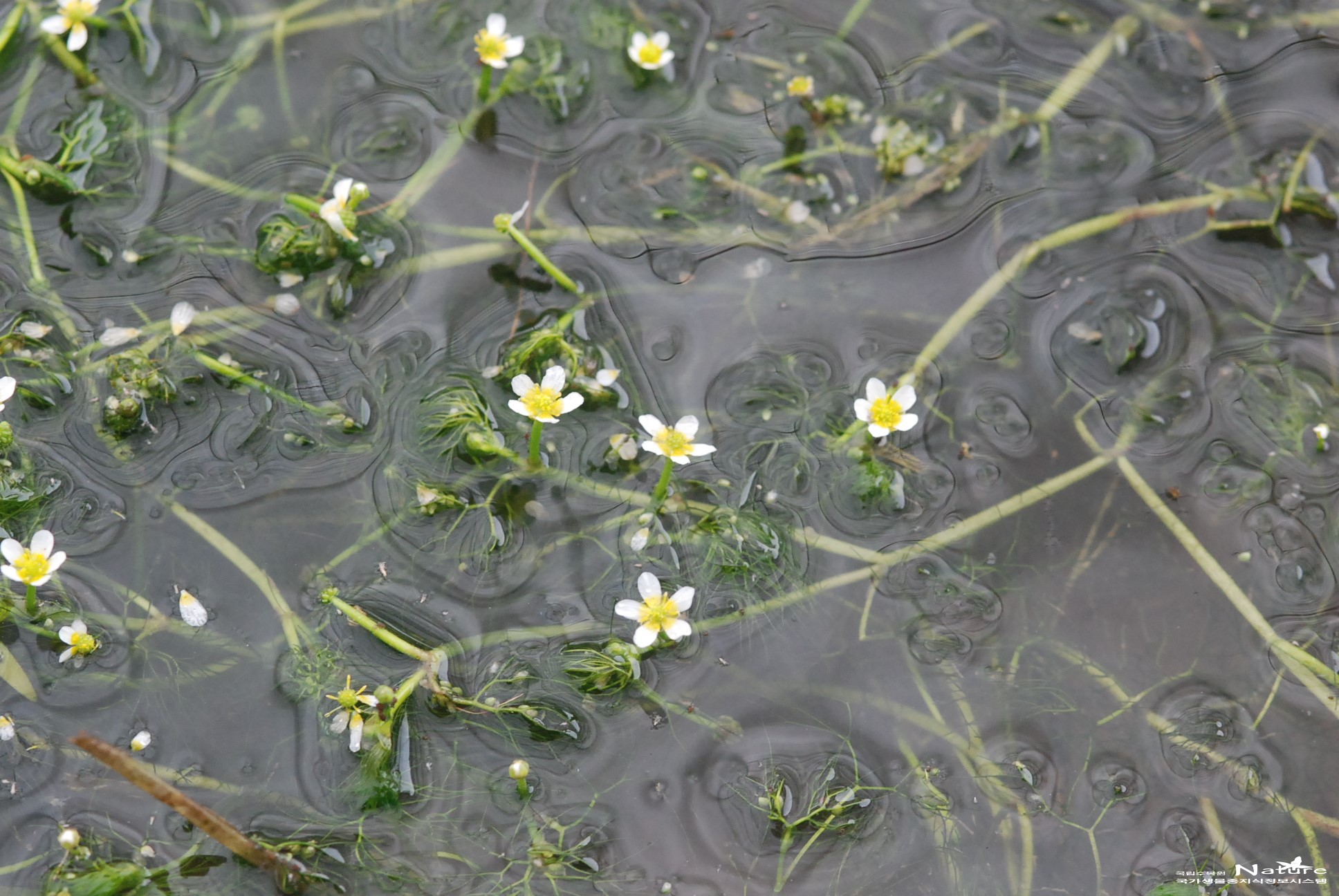 매화마름 - 매화마름(Ranunculus kazusensis Makino)
