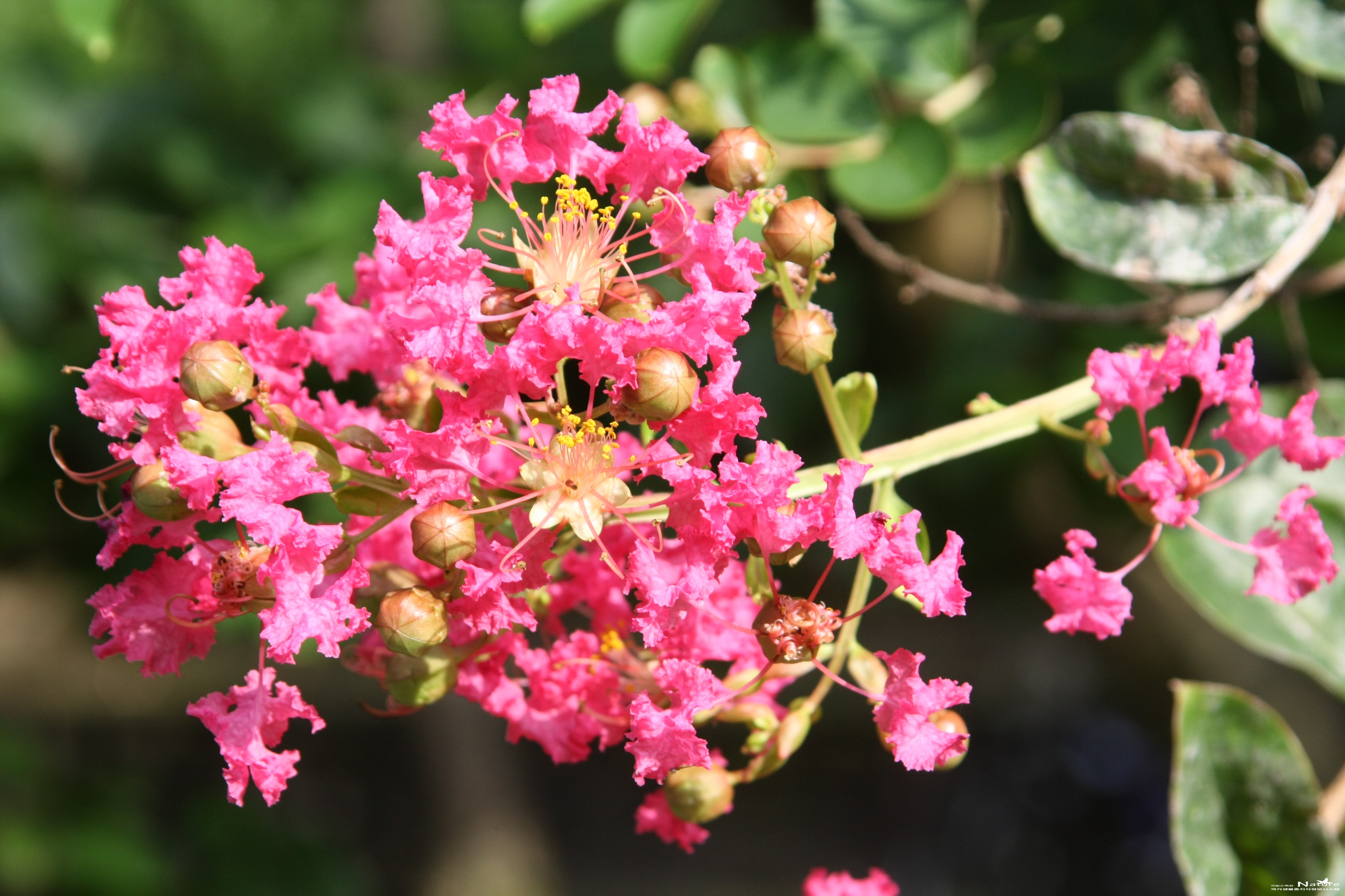 배롱나무(<i>Lagerstroemia indica</i> L.)