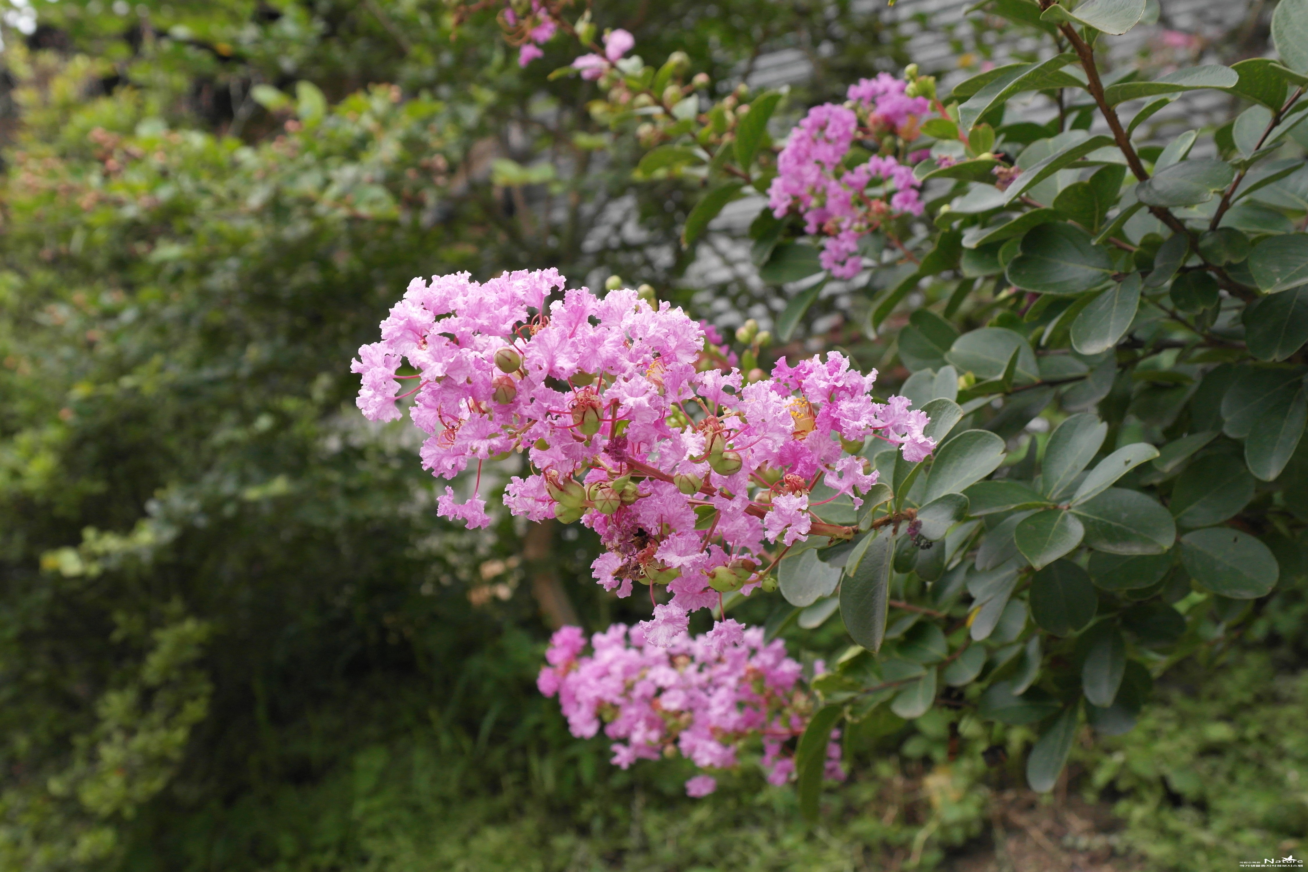배롱나무(<i>Lagerstroemia indica</i> L.)